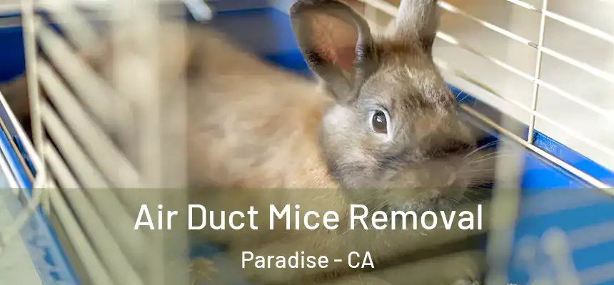  Air Duct Mice Removal Paradise - CA