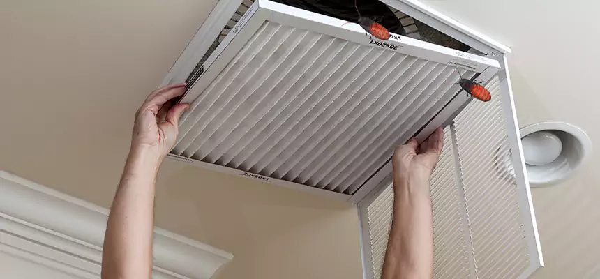 Our Insect Removal from Air Ducts Services in Paradise, CA